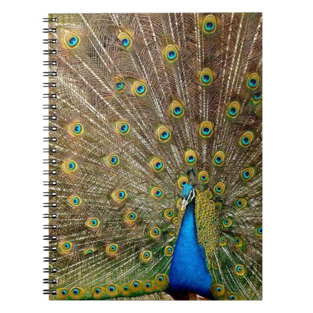 Caderno Espiral Penas da Cauda Peacock (Frente)