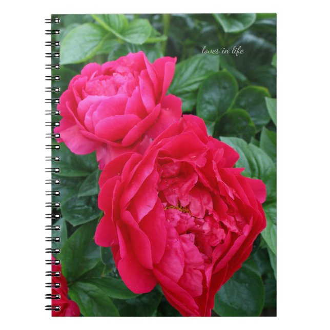 Caderno Espiral Penônio Rosa Vermelho (Frente)