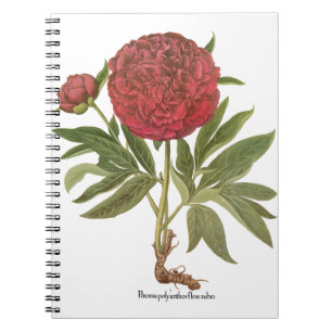 Caderno Espiral Peônias Antigas, Flores de Peônia por Basilius Bes