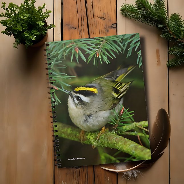 Caderno Espiral Pequeno e Bonito Reito Causa Agitação no Fir (Cute Golden-Crowned Kinglet Causes a Stir on the Fir Journal Cover Photo)