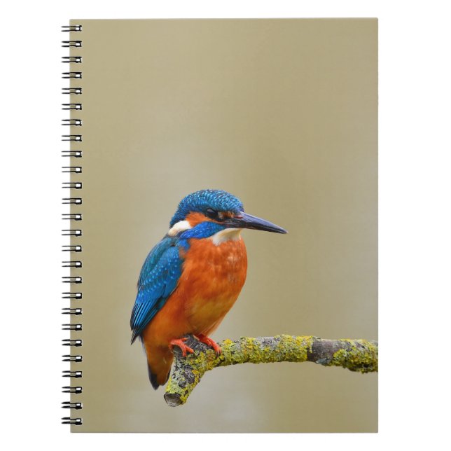 Caderno Espiral Perching Kingfisher (Frente)