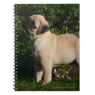 Caderno Espiral Perfil do Pug da jovem corça