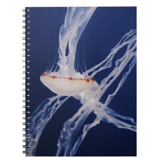 CADERNO ESPIRAL PESCADO BRANCO (Frente)