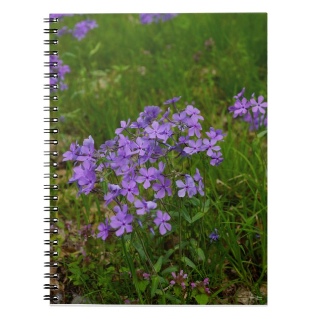 Caderno Espiral Phlox Azul Selvagem (Frente)