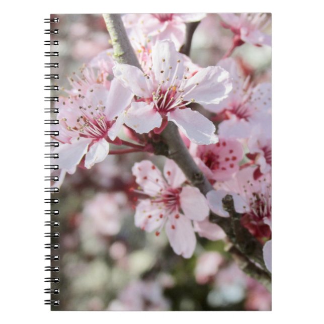 Caderno Espiral Pia Brilhante, Cola Vermelha. (Frente)