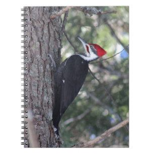 Caderno Espiral Pica-pau de Pileated