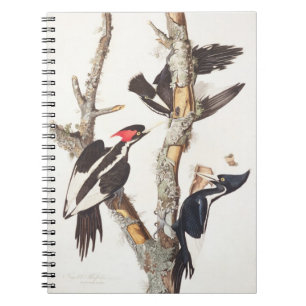 Caderno Espiral pica-pau Marfim-faturado, 1829, (impressão)