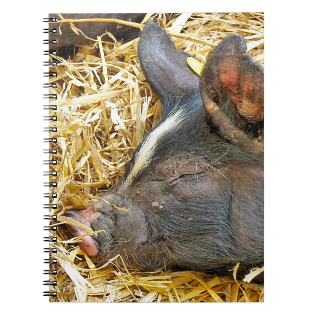 CADERNO ESPIRAL PIG CUTO (Frente)