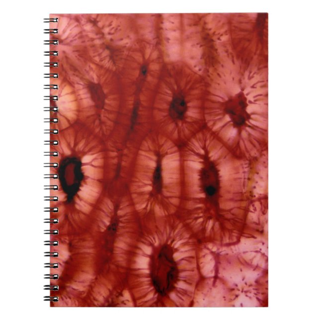 Caderno Espiral Pilhas de Sclerenchyma de um poço da cereja (Frente)
