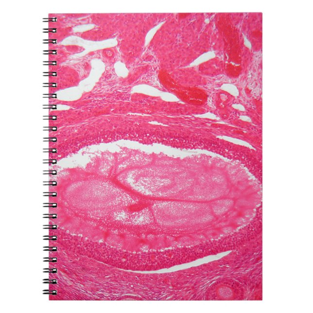 Caderno Espiral Pilhas do ovário sob o microscópio (Frente)
