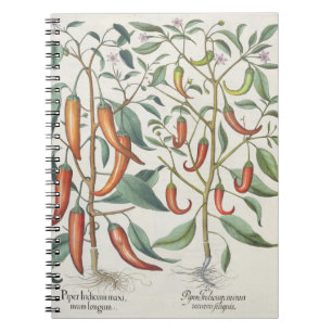 Caderno Espiral Pimentas: longum do máximo de 1.Piper Indicum;