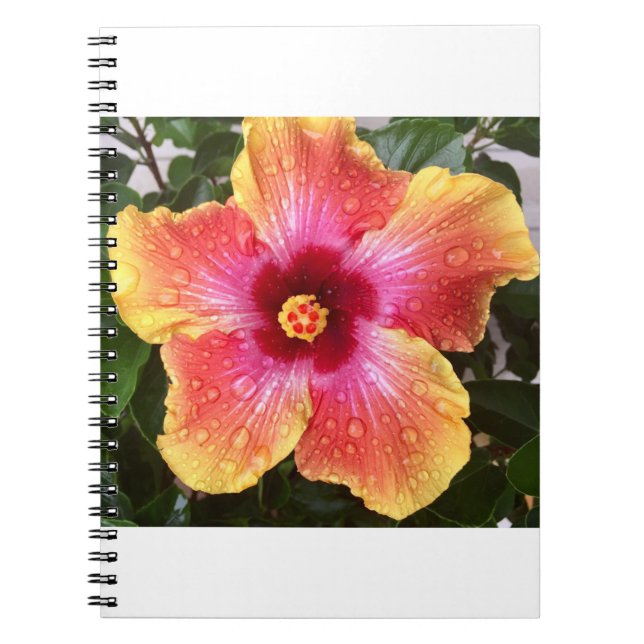 Caderno Espiral Pingos de chuva em hibiscus (Frente)