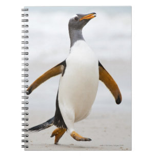Caderno Espiral Pinguim de Gentoo