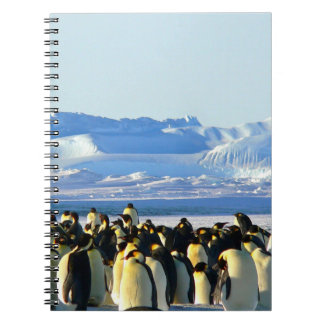 Caderno Espiral Pinguim espiral notebook