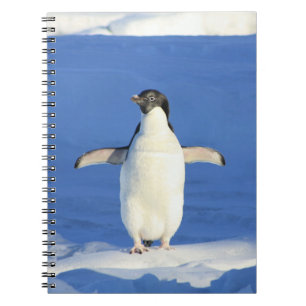 Caderno Espiral Pinguim no notebook da neve