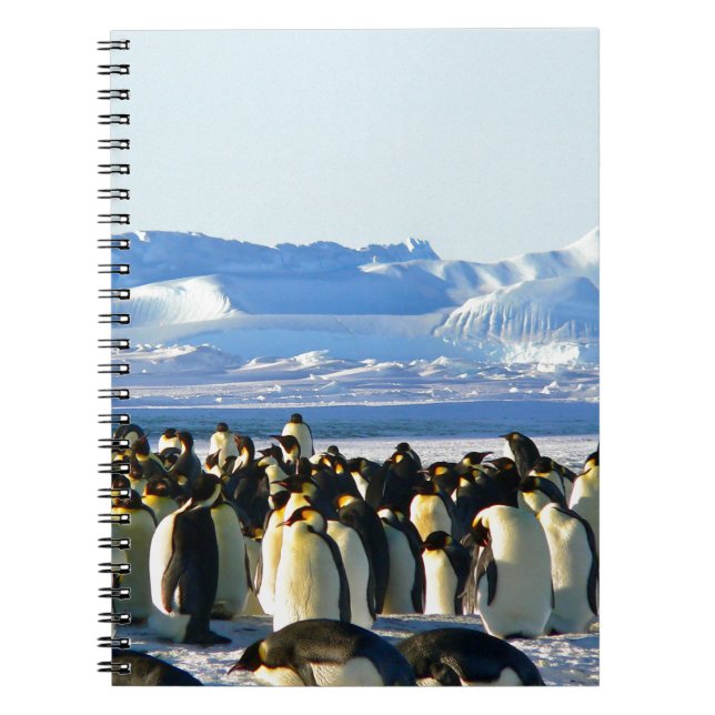 Caderno Espiral Pinguins imperadores (Frente)