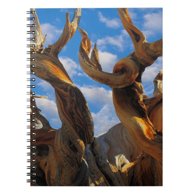 Caderno Espiral Pinheiro Bristlecone (Frente)