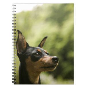 Caderno Espiral Pinscher diminuto (Minuto-Pin) 2