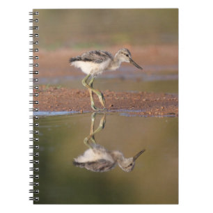 Caderno Espiral Pintinho de prevenção