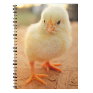 Caderno Espiral Pintinhos do bebê