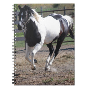Caderno Espiral Pinto Paint Horse