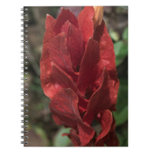 Planta de Camarão ou Vermilion de Torre