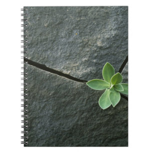 Caderno Espiral Planta que cresce em Boulder rachado