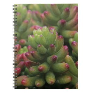 Caderno Espiral planta Sedum, Museu do Deserto de Arizona-Sonora,