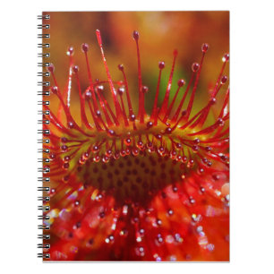 Caderno Espiral Planta vermelha de sol carnívoro.