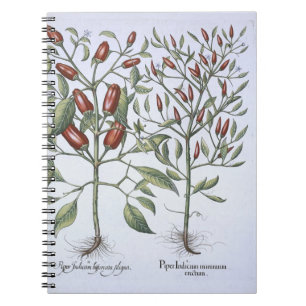 Caderno Espiral Plantas da pimenta, 'do Hortus Eystettensi