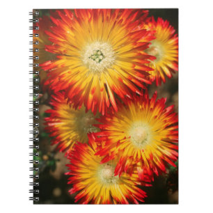 Caderno Espiral Plantas De Gelo (Lampranthus Aureus) Em Sangue