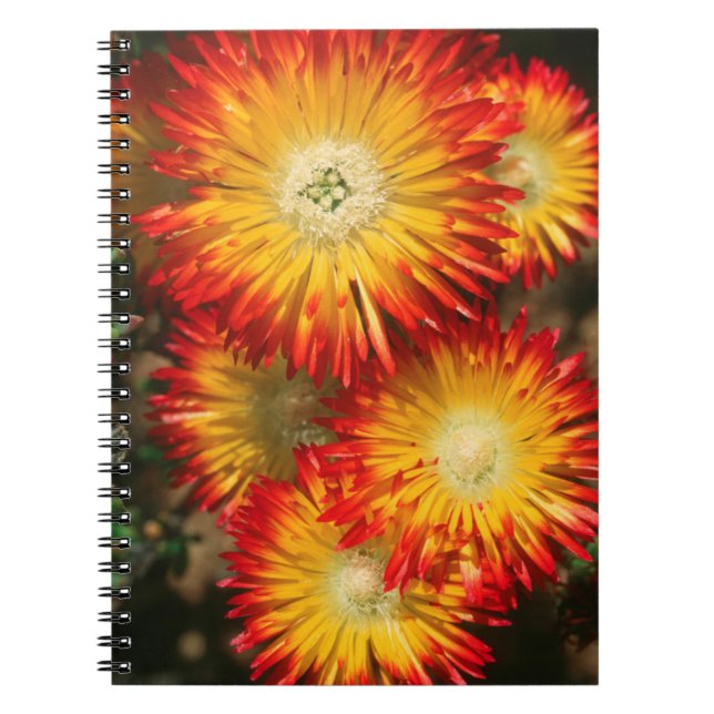 Caderno Espiral Plantas De Gelo (Lampranthus Aureus) Em Sangue (Frente)