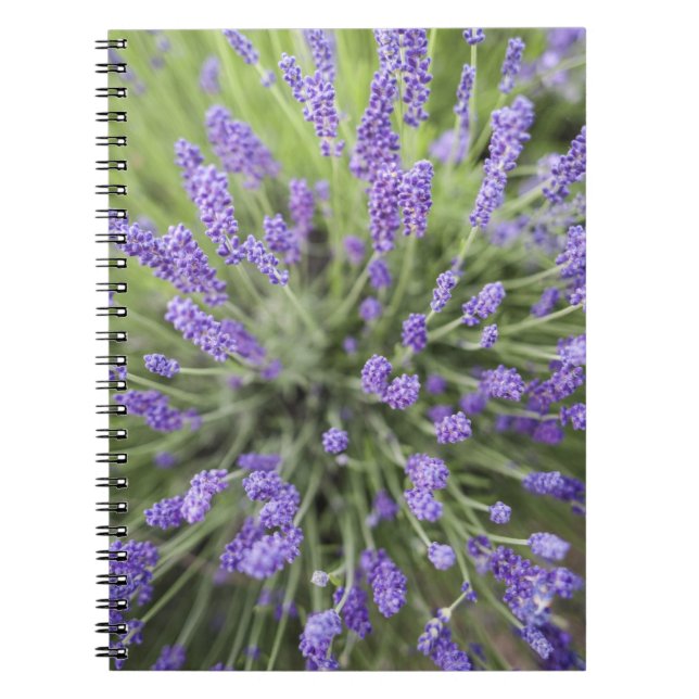 Caderno Espiral Plantas de lavanda (Frente)