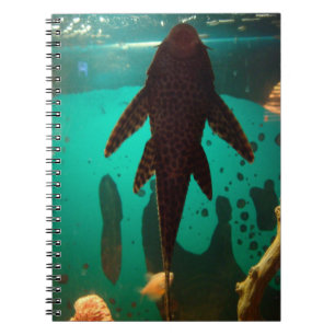 Caderno Espiral Pleco