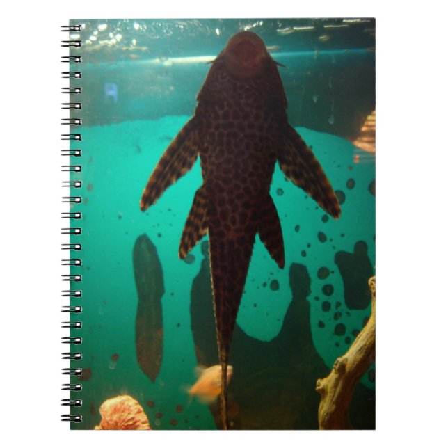 Caderno Espiral Pleco (Frente)