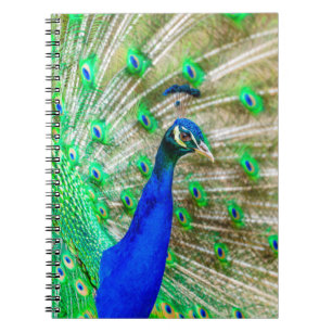Caderno Espiral Plumagem de Peacock