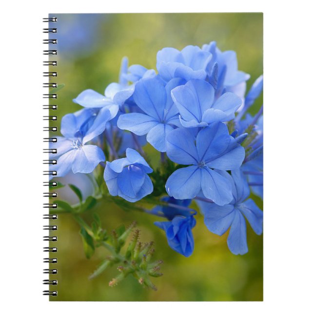 Caderno Espiral Plumbago - Imagem de Flores Azuis de Verão (Frente)