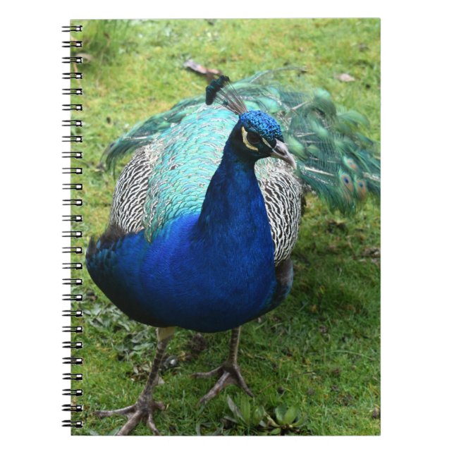 Caderno Espiral Poder do Pavão Real (Frente)