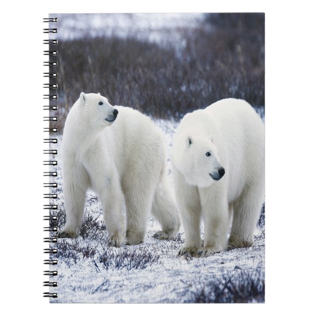 Caderno Espiral Polar Bear Love (Frente)
