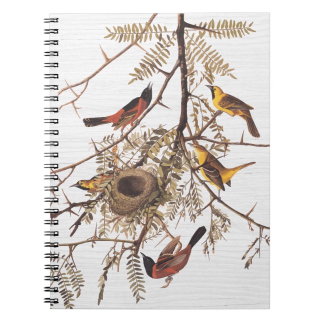 Caderno Espiral Pomar de Audubon Oriole em Pecuária Mel (Frente)