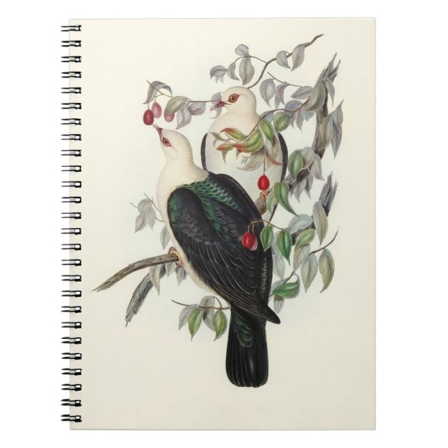 Caderno Espiral Pombo de Fruta de cabeça branca, (Frente)