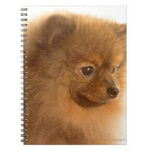 Caderno Espiral Pomerânia