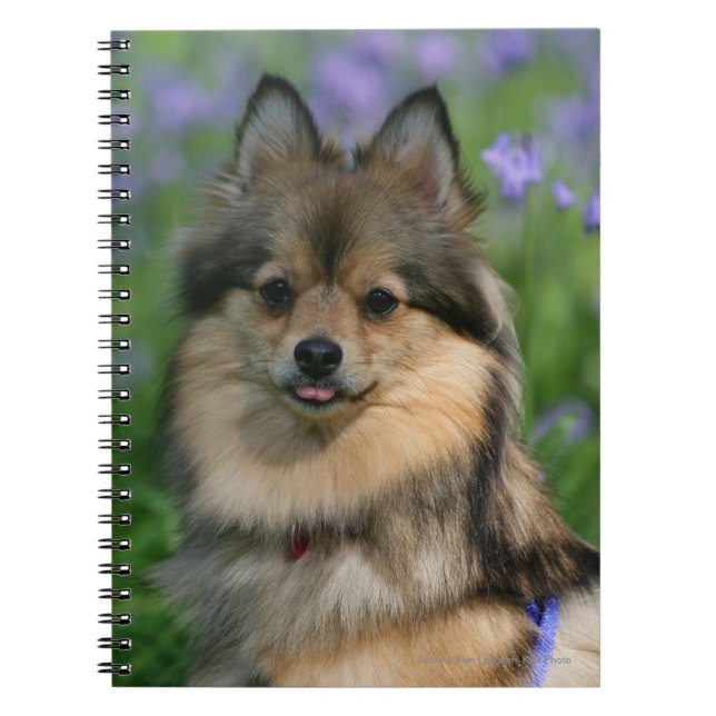 Caderno Espiral Pomeranian na grama (Frente)