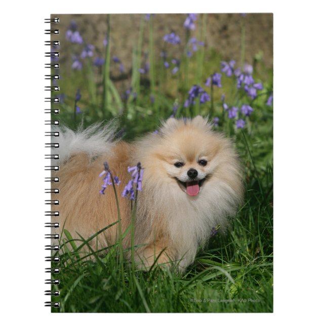 Caderno Espiral Pomeranian que está de vista a câmera (Frente)