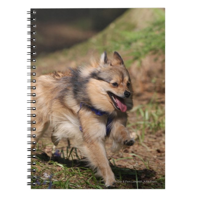 Caderno Espiral Pomeranian que funciona com chicote de fios sobre (Frente)