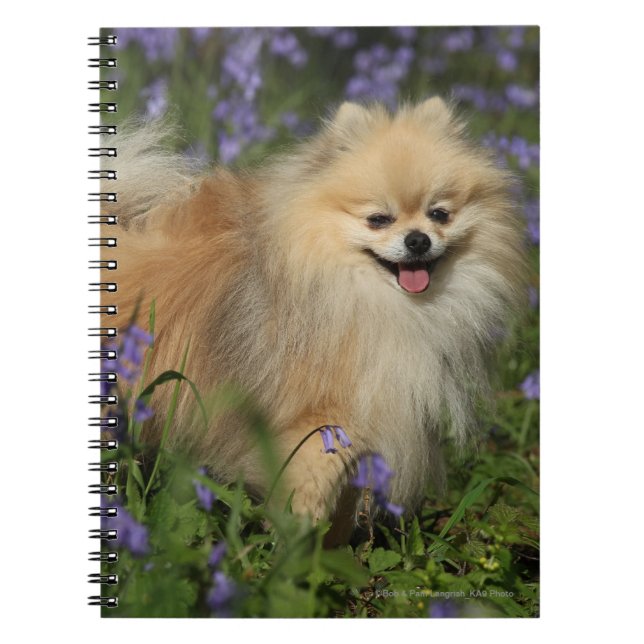 Caderno Espiral Pomeranian que olha a câmera nos Bluebells (Frente)