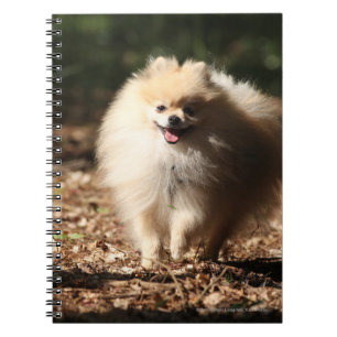Caderno Espiral Pomeranian que trota nas folhas caídas