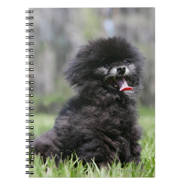 Caderno Espiral Pomeranian superior preto (Frente)