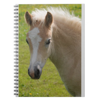 Caderno Espiral Pônei de Haflinger (raça rara)
