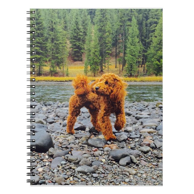Caderno Espiral Poodle Apricot - Oferta Personalizável (Frente)